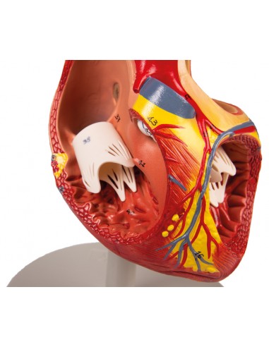 Modello Anatomico Di Cuore Ingrandito 2 Volte Scomponibile In 4 Parti G112