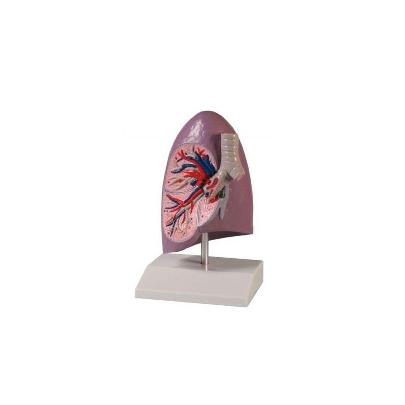 Erler Zimmer, modello anatomico didattico di polmone G253