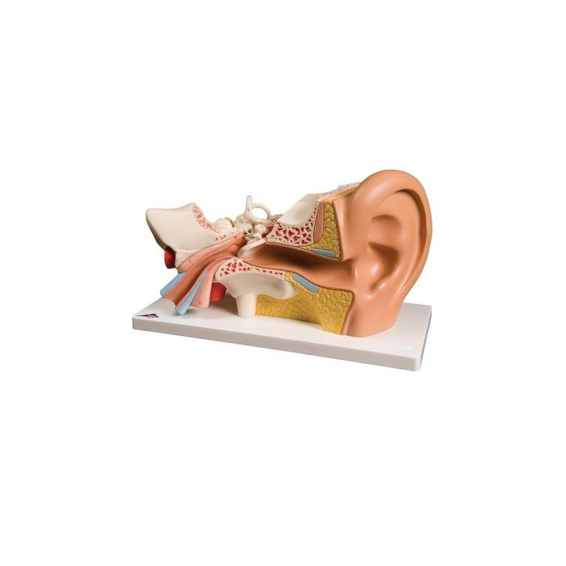 3B Scientific, modello anatomico di orecchio, ingrandito 3 volte, in 4 parti E10