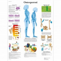 3B Scientific tavola anatomica Poster Il Sistema Nervoso Periferico cod