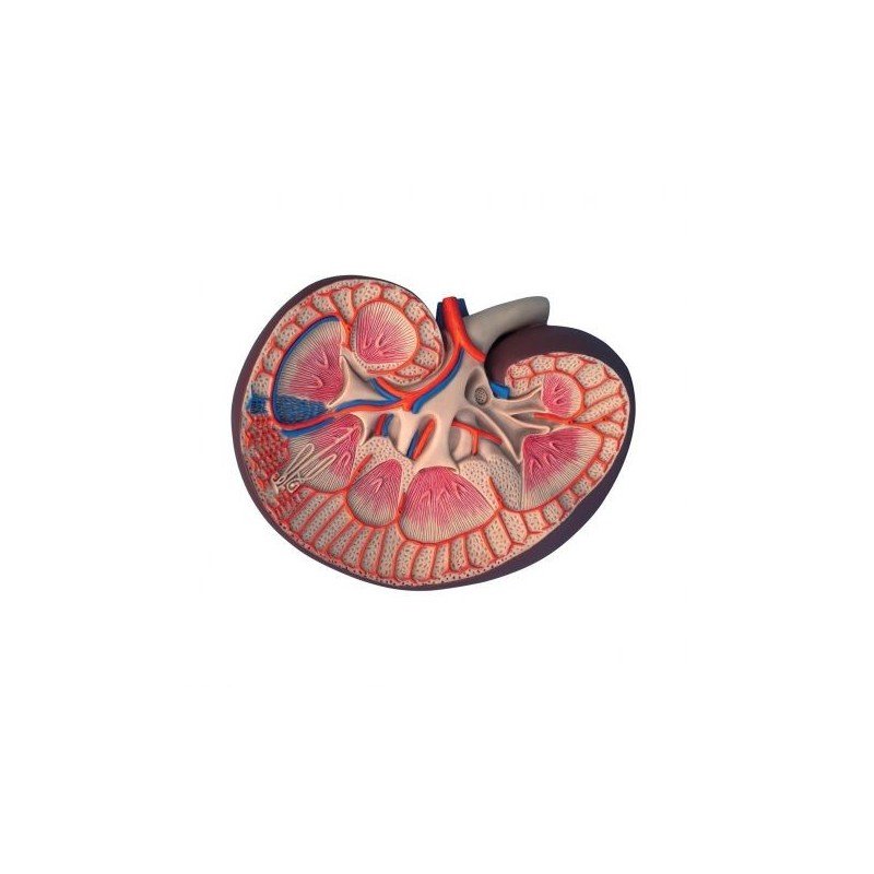 Modello anatomico di sezione del rene longitudinale, ingrandito 3 volte K09