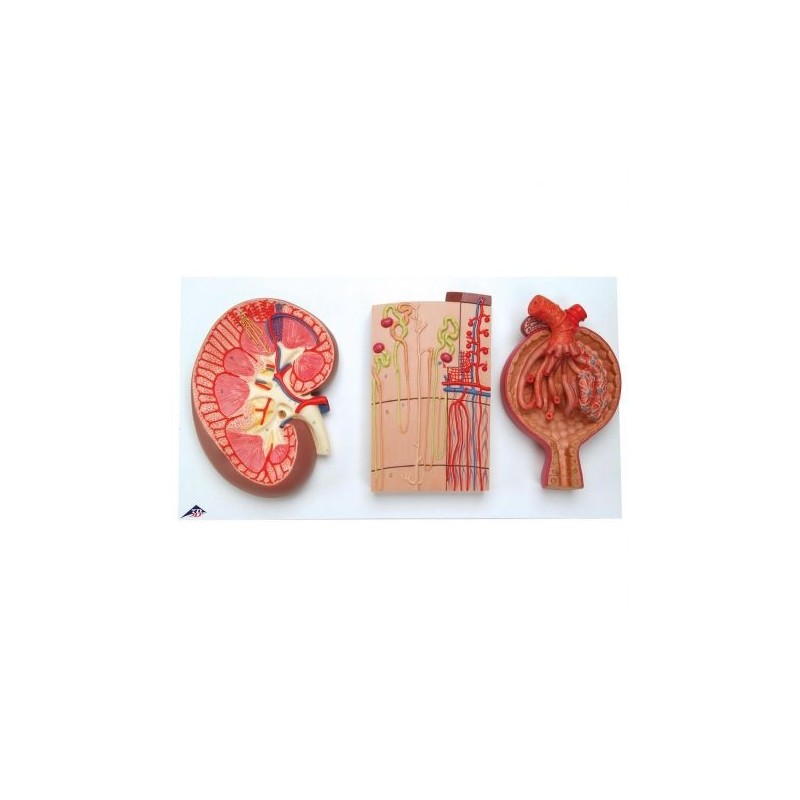 Modello anatomico di sezione del rene, nefrone, vasi sanguigni e corpuscolo renale, k11