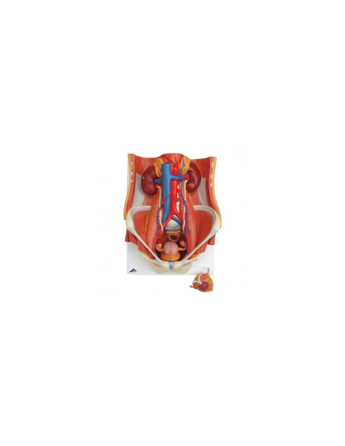 Modello Anatomico Di Apparato Urinario Bisessuato In 6 Parti 3b Scientific K32 1377