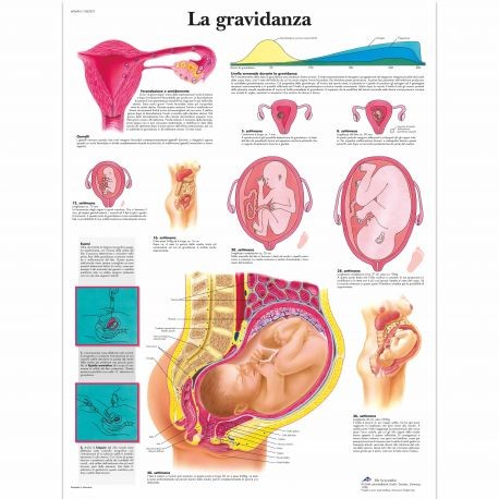 Il sangue - Poster anatomia umana 3B scientific (cod, VR4379UU)