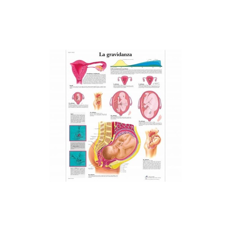 3B Scientific, tavola anatomica, La gravidanza (cod, VR4554L )