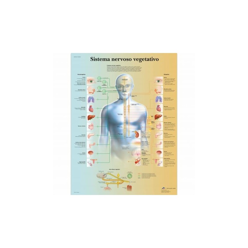 3B Scientific, tavola anatomica, Poster Il sistema nervoso vegetativo  cod. VR4610UU