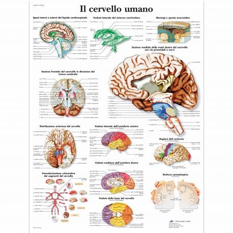 3B Scientific tavola anatomica Poster Il sistema vascolare cod