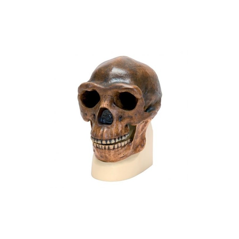 Riproduzione di cranio Homo Erectus Pekinensis  (Weidenreich, 1940)  VP750/1