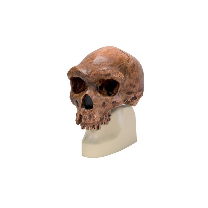 Riproduzione di cranio Homo rhodesiensis (Broken Hil, Woodward, 1921) VP754/1