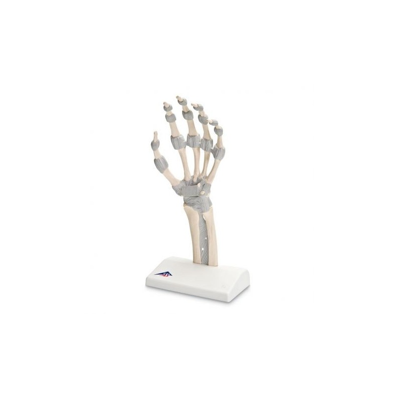 Modello di scheletro della mano con legamenti elastici M36