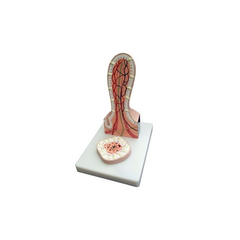 Erler Zimmer, Sezione del Villo intestinale ingrandito K490