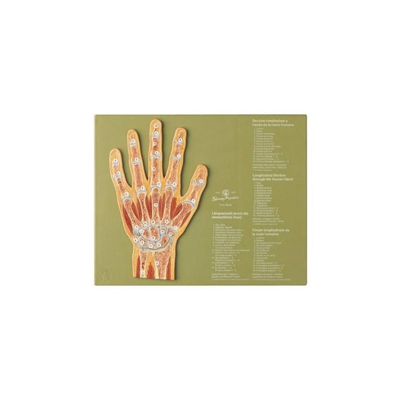 Articolazione della mano in sezione sagittale - Modello anatomico SOMSO NS45