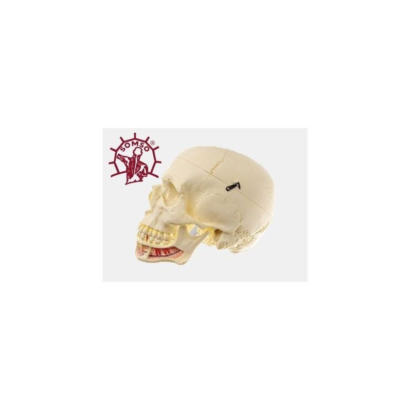 Cranio umano, modello classico scomponibile in 3 parti - Modello anatomico SOMSO QS2