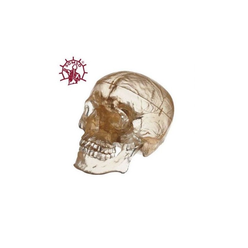 Cranio umano, modello classico scomponibile in 3 parti, trasparente - Modello anatomico SOMSO QS7/T