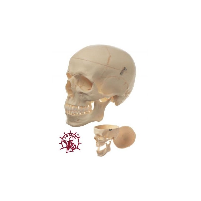 Cranio umano, modello classico scomponibile in 3 parti, Modello anatomico SOMSO QS7