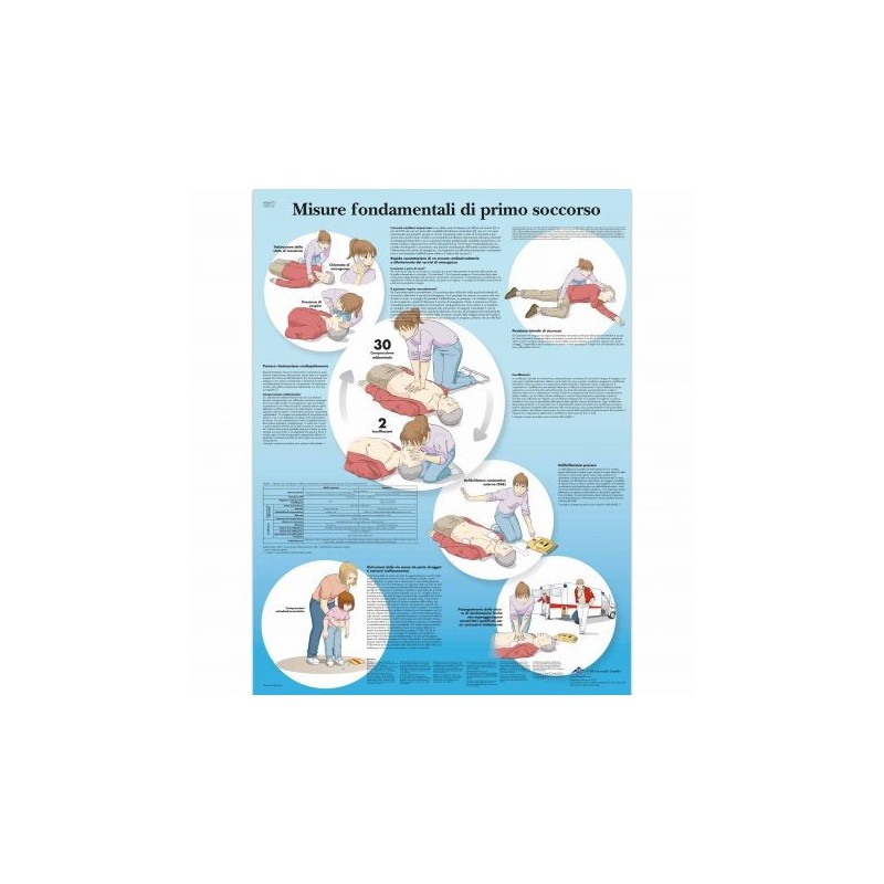 3B Scientific, poster medicina in rilievo. La circolazione sanguigna G30