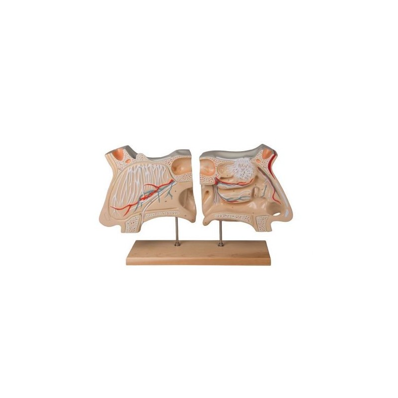 Erler Zimmer, modello anatomico, naso e organi olfattivi, ingrandito di 4 volte C70