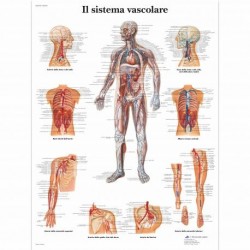 Poster di anatomia, tavole anatomiche, poster medicina, vendita online