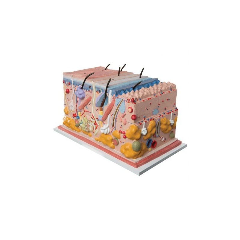 Modello anatomico di cute ingrandito 70 volte 3B MICROanatomy J13