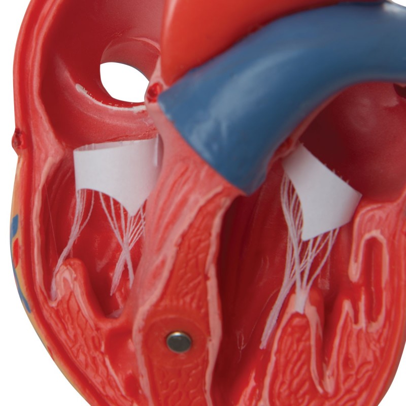 3B Scientific cuore modello classico scomponibile in 2 parti G08