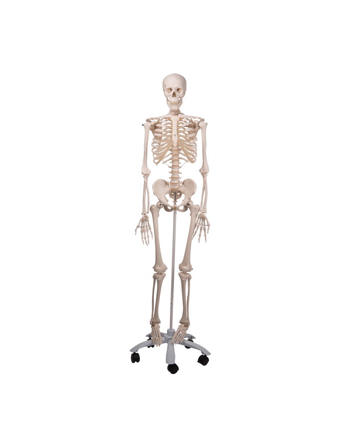 3B Scientific modello anatomico didattico scheletro classico A10