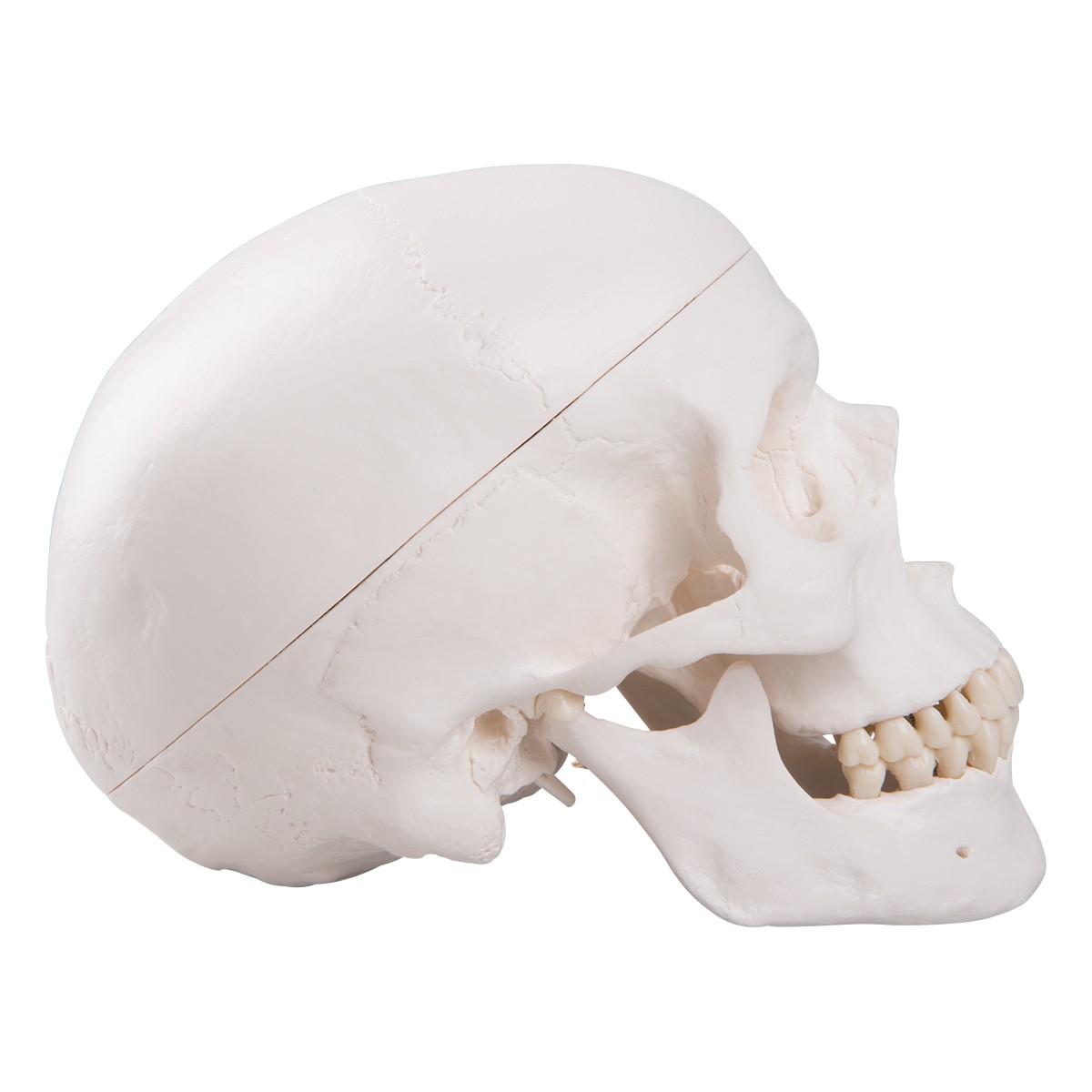 Cranio Umano
