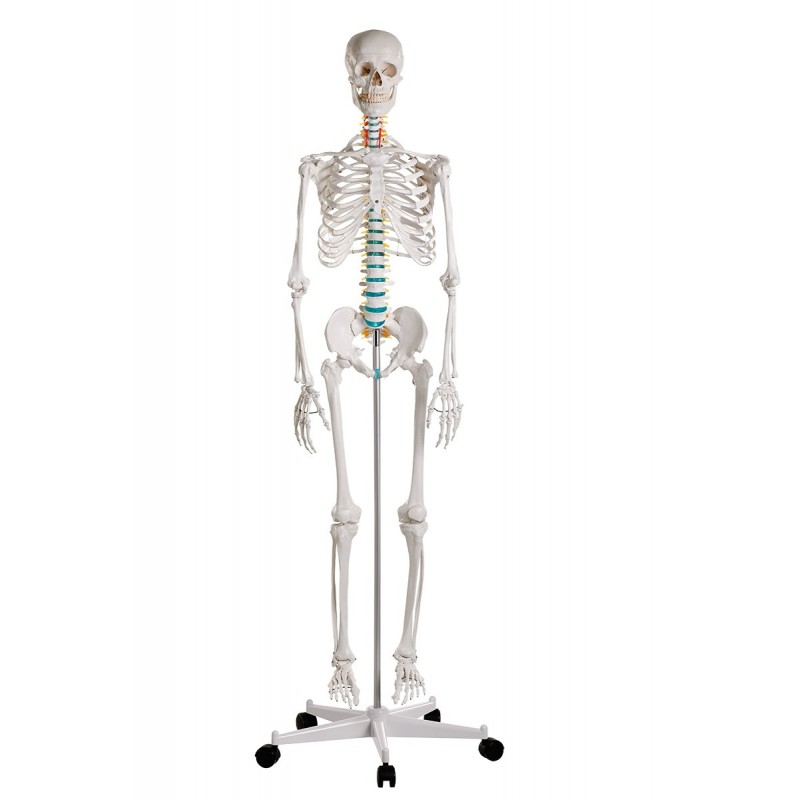 Modello scheletro umano - A grandezza naturale