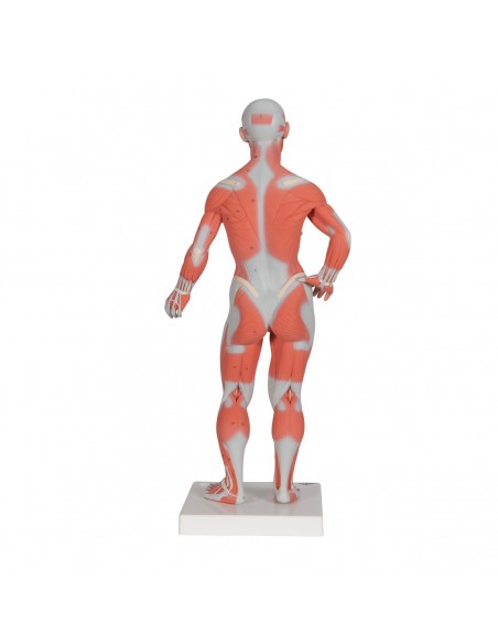 Modello di figura umana con muscoli, 1/3 in due parti - 3B Smart Anatomy