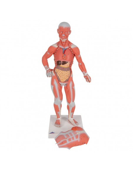 Modello di figura umana con muscoli, 1/3 in due parti - 3B Smart Anatomy