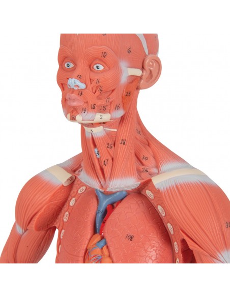 Modello di figura umana con muscoli, 1/3 in due parti - 3B Smart Anatomy