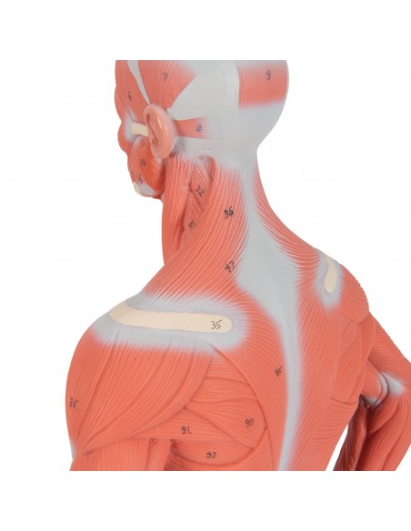 Modello di figura umana con muscoli, 1/3 in due parti - 3B Smart Anatomy