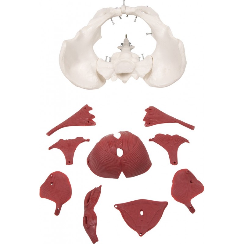 Erler Zimmer, modello anatomico di bacino femminile con pavimento pelvico, in 12 parti 4075