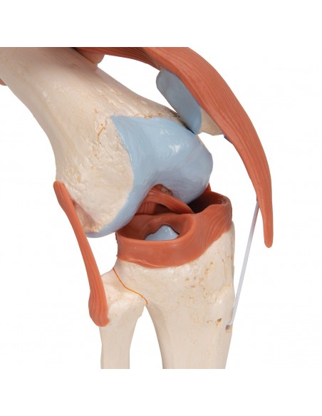 3B Scientific, modello funzionale di lusso dell''articolazione del ginocchio A82/1