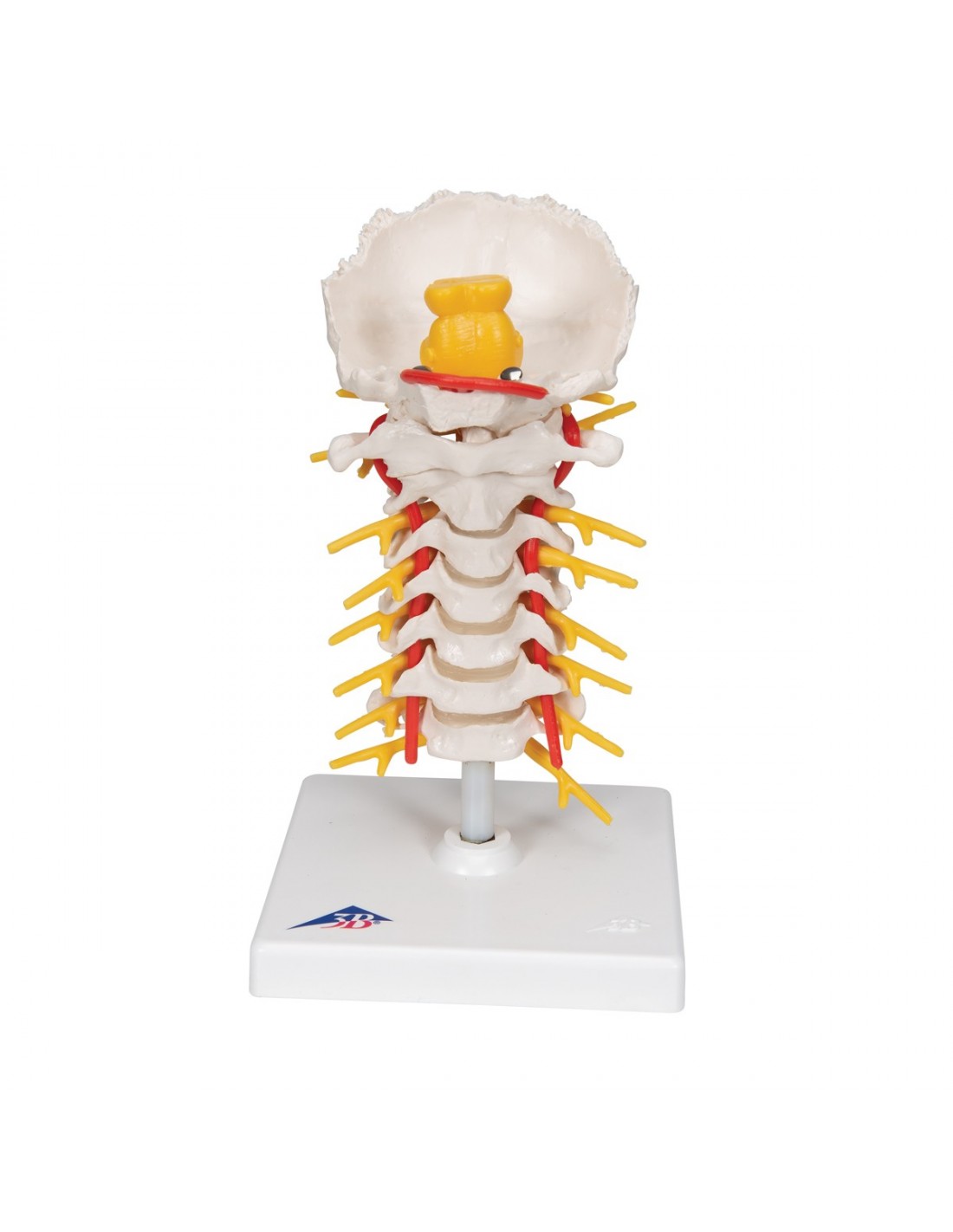 3B Scientific, Modello Anatomico Di Colonna Vertebrale Cervicale A72