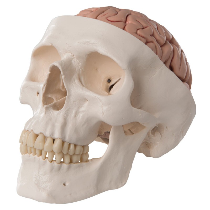 Cranio didattico scomponibile in 8 parti con cervello, modello anatomico 3B Scientific A20/9