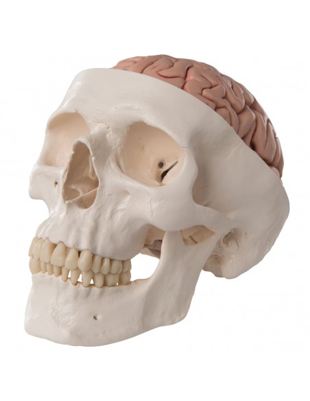 Cranio didattico scomponibile in 8 parti con cervello, modello anatomico 3B Scientific A20/9