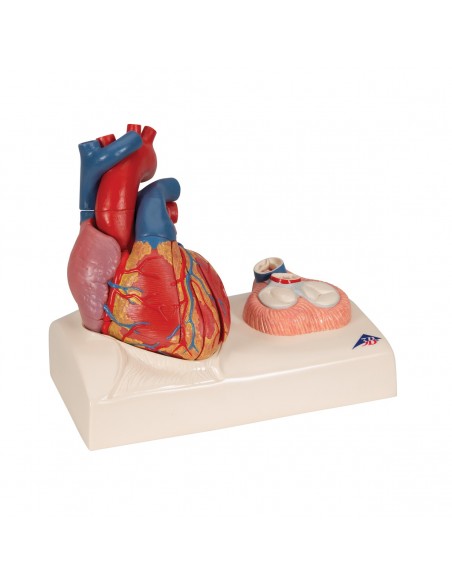 3B Scientific, modello anatomico di cuore, scomponibile in 5 parti, G01