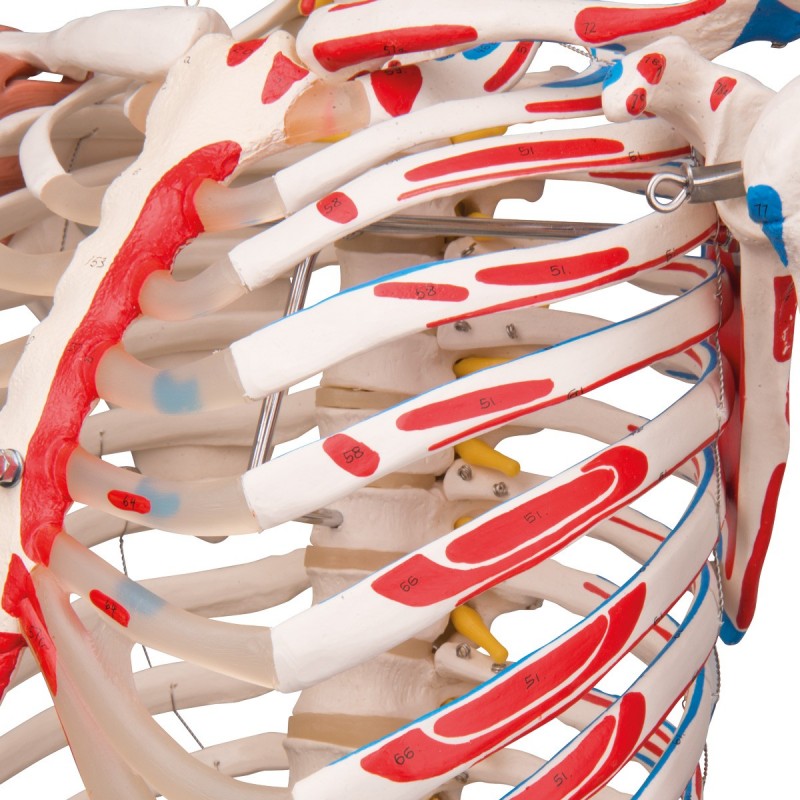 Scheletro umano e arti. legamenti articolari e inserzioni dei muscoli, 3b  scientific, Erler Zimmer, SOMSO