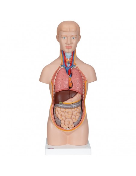 3B Scientific, modello anatomico di mini torso umano, scomponibile in 12 parti B22