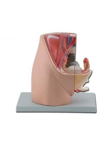 Modello di apparato genitale femminile, scomponibile in 2 parti. GM40100
