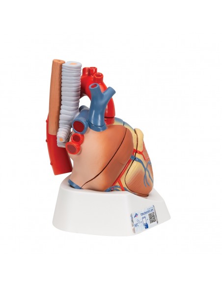 3B Scientific, Modello di cuore scomponibile in 7 parti VD253