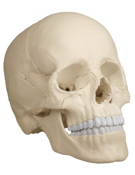 Erler Zimmer, modello di cranio bianco scomponibile in 22 parti 4701