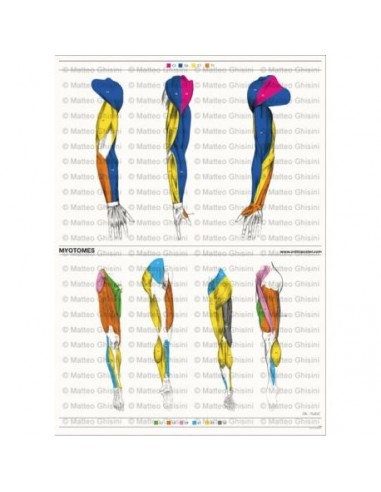 Osteoposter - Miotomi Braccia e...