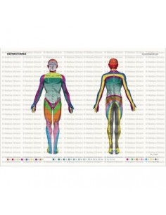 3B Scientific tavola anatomica Poster Il sistema vascolare cod VR4353UU