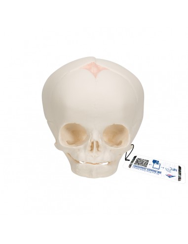 Modello anatomico dello scheletro di feto articolato Mediprem a 183,00 €