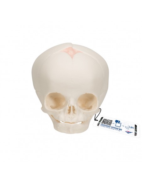 Modello anatomico di Cranio di feto A25 3B Scientific