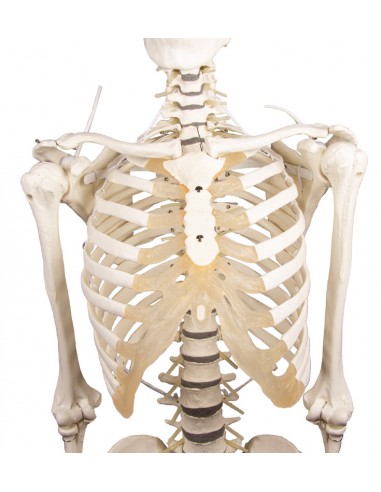 Scheletro Anatomico Scheletro Umano Flessibile Con Legamenti 180 Cm Aiuto  Didattico Per La Formazione Medica Scheletro Articolato in Plastica Adulti