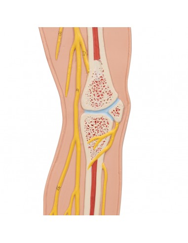 Il sangue - Poster anatomia umana 3B scientific (cod, VR4379UU)