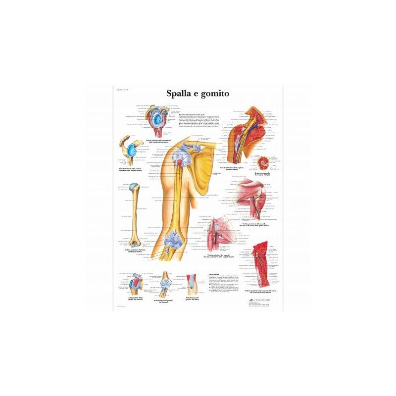 3B Scientific, tavola anatomica, spalla e gomito (cod, VR4170L)