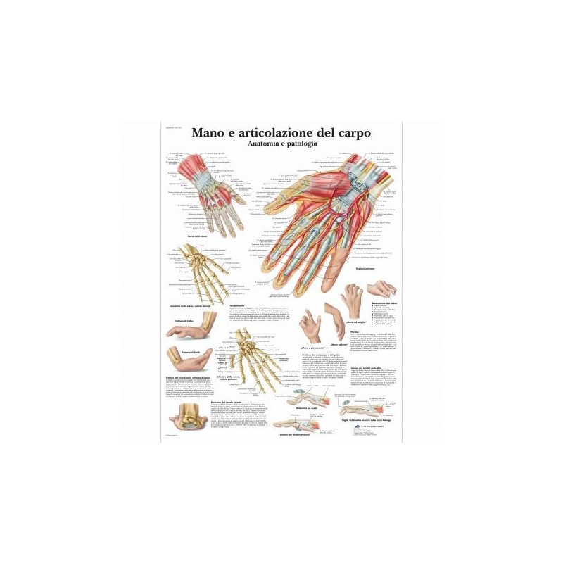 3B Scientific, tavola anatomica, Mano e articolazione del carpo (cod, VR4171UU)